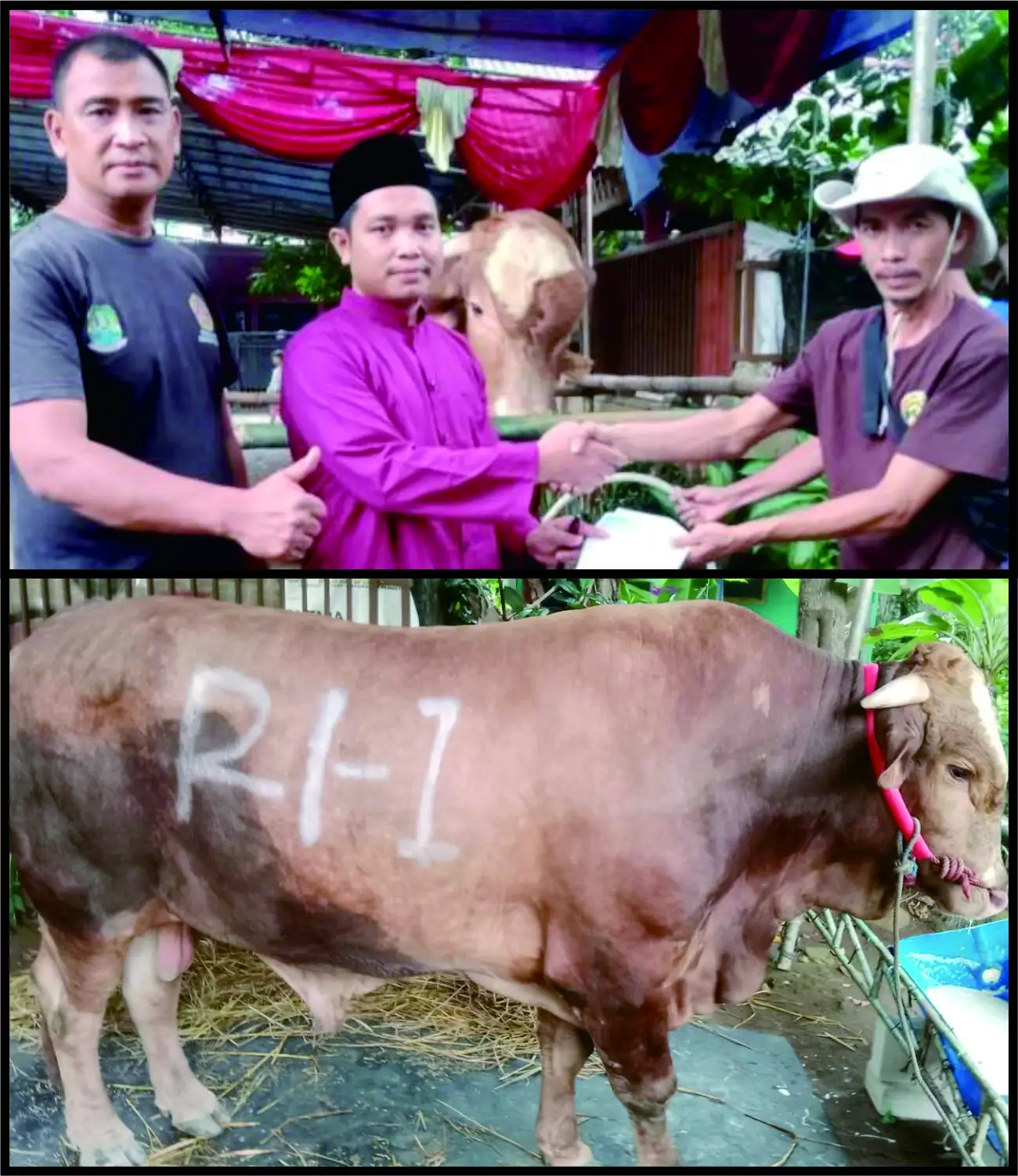 Presiden Prabowo Kirim Sapi Kurban Raksasa 1,2 Ton Bertanda ‘RI-1’ ke Jatiasih