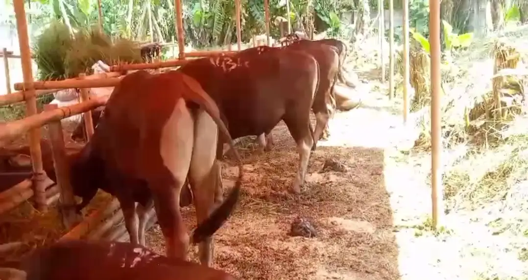 Pastikan Hewan Sehat dan Lingkungan Nyaman, Satpol PP Gandeng Dinas Ketapang Sidak Lapak Kurban